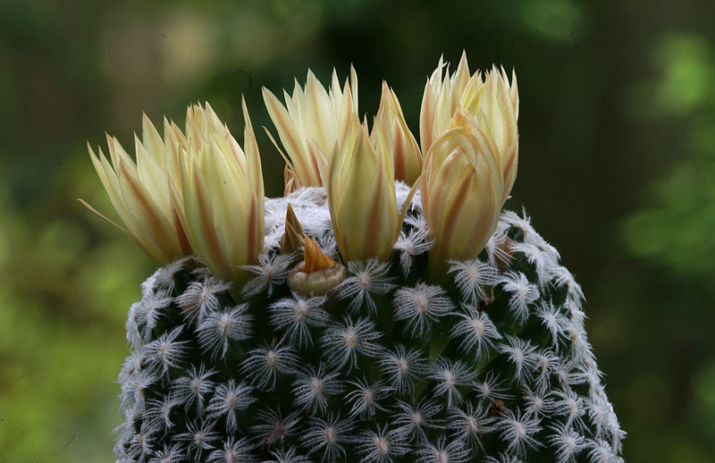 Mammillaria duwei